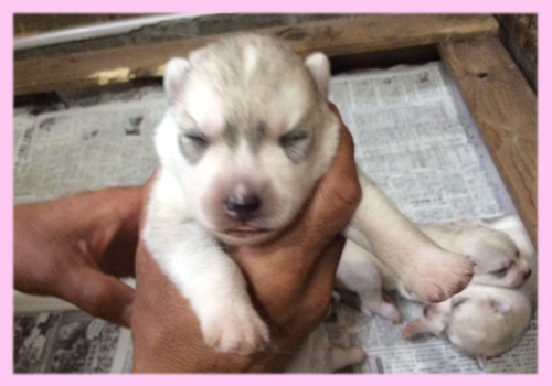 シベリアンハスキー　シルバー＆ホワイト　メス　子犬販売の専門店　AngelWan　横浜