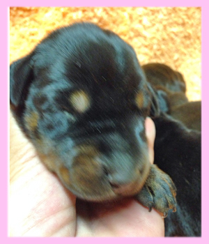 ドーベルマン　メス　子犬販売の専門店　AngelWan　横浜