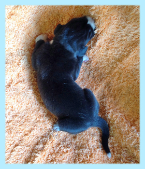 グレートデーン　マントル　オス　子犬販売の専門店　AngelWan　横浜