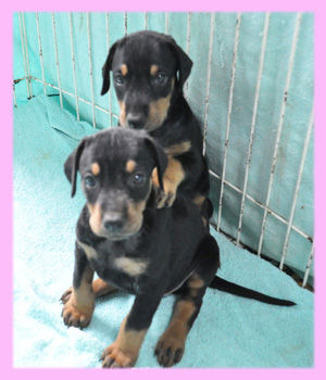 ドーベルマン メス 子犬販売の専門店 AngelWan 横浜