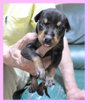 ドーベルマン　メス　子犬販売の専門店　AngelWan　横浜