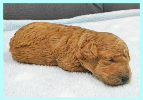 ミックス マルプー アプリコット オス 子犬販売の専門店 AngelWan 横浜