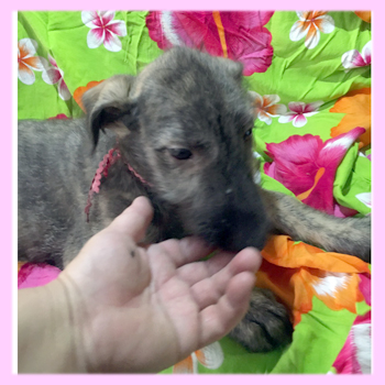 アイリッシュウルフハウンド　ブリンドル　メス　子犬販売の専門店　AngelWan　横浜