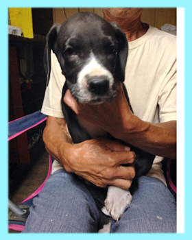 グレートデーン　マントル　オス　子犬販売の専門店　AngelWan　横浜