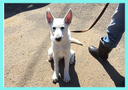 ホワイトシェパード　オス　子犬販売の専門店　AngelWan　横浜