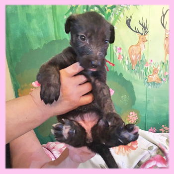 アイリッシュウルフハウンド　ブリンドル　メス　子犬販売の専門店　AngelWan　横浜