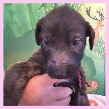 アイリッシュウルフハウンド　ブリンドル　メス　子犬販売の専門店　AngelWan　横浜