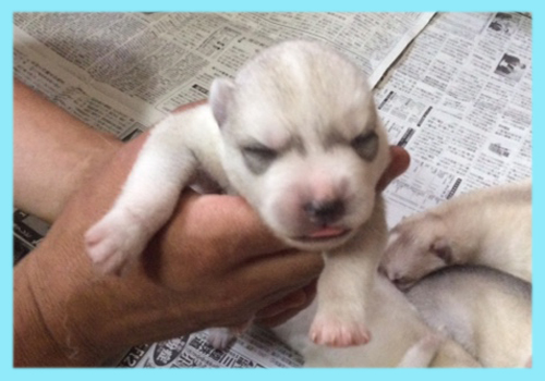 シベリアンハスキー シルバー&ホワイト オス 子犬販売の専門店 AngelWan 横浜