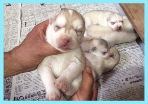 シベリアンハスキー　レッド＆ホワイト　オス　子犬販売の専門店　AngelWan　横浜