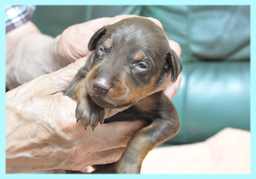 ドーベルマン　チョコレート＆タン　オス　子犬販売の専門店　AngelWan　横浜