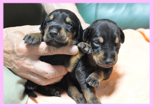 ドーベルマン ブラック&タン メス 子犬販売の専門店 AngelWan 横浜