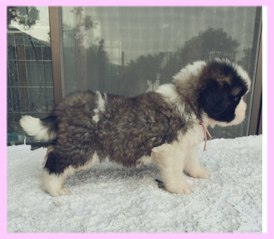 セントバーナード　メス　子犬販売の専門店　AngelWan　横浜