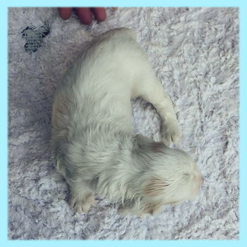 イングリッシュコッカースパニエル レモン オス 子犬販売の専門店 AngelWan 横浜