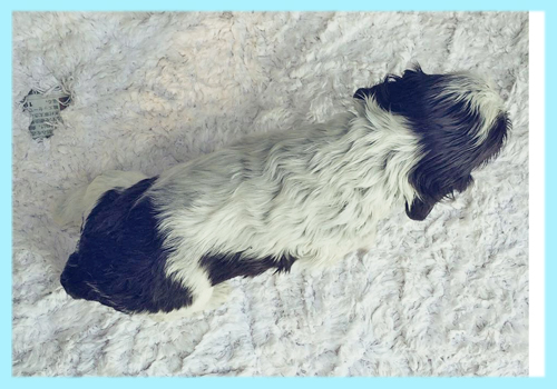 イングリッシュコッカースパニエル チョコレート&ローン オス 子犬販売の専門店 AngelWan 横浜