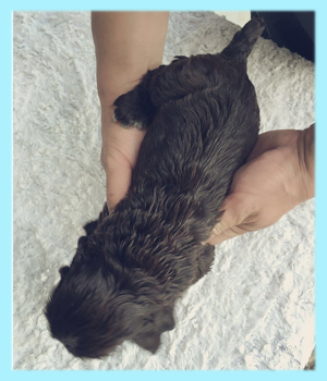 イングリッシュコッカースパニエル チョコレート オス 子犬販売の専門店 AngelWan 横浜