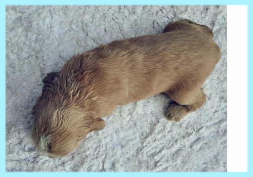 イングリッシュコッカースパニエル　レッド　オス　子犬販売の専門店　AngelWan　横浜