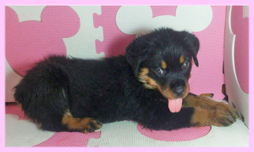 ロットワイラー メス 子犬販売の専門店 AngelWan 横浜