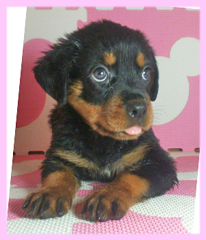 ロットワイラー メス 子犬販売の専門店 AngelWan 横浜