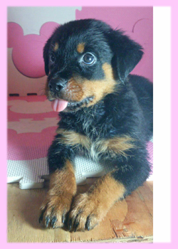 ロットワイラー　メス　子犬販売の専門店　AngelWan　横浜
