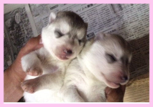 シベリアンハスキー　シルバー＆ホワイト　メス　子犬販売の専門店　AngelWan　横浜