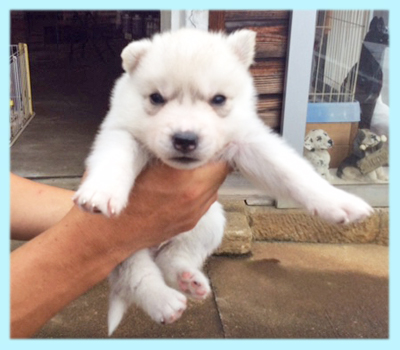 シベリアンハスキー シルバー&ホワイト オス 子犬販売の専門店 AngelWan 横浜