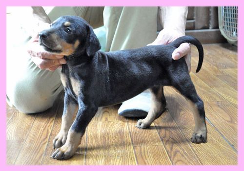 ドーベルマン メス 子犬販売の専門店 AngelWan 横浜