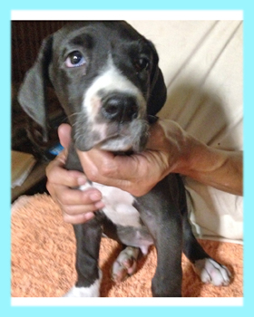 グレートデーン　マントル　オス　子犬販売の専門店　AngelWan　横浜