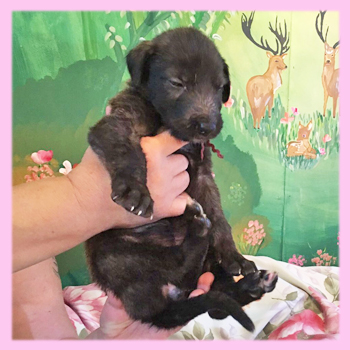 アイリッシュウルフハウンド　ブリンドル　メス　子犬販売の専門店　AngelWan　横浜