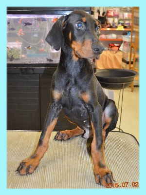 ドーベルマン　ブラック＆タン　オス　子犬販売の専門店　AngelWan　横浜