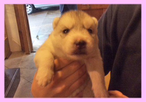 シベリアンハスキー　シルバー＆ホワイト　メス　子犬販売の専門店　AngelWan　横浜