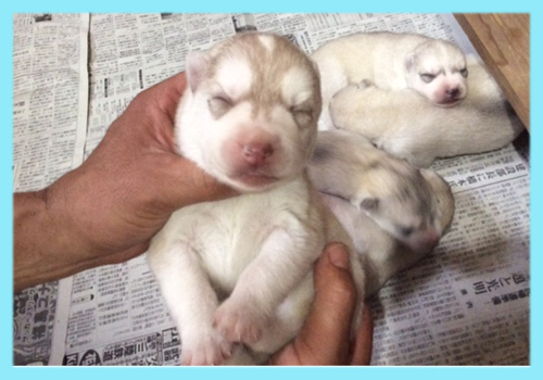 シベリアンハスキー　レッド＆ホワイト　オス　子犬販売の専門店　AngelWan　横浜