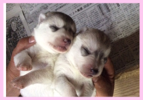 シベリアンハスキー　シルバー＆ホワイト　メス　子犬販売の専門店　AngelWan　横浜