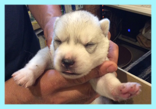 シベリアンハスキー シルバー&ホワイト オス 子犬販売の専門店 AngelWan 横浜