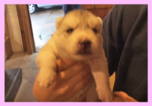 シベリアンハスキー　シルバー＆ホワイト　メス　子犬販売の専門店　AngelWan　横浜