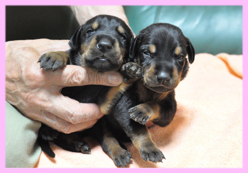 ドーベルマン ブラック&タン メス 子犬販売の専門店 AngelWan 横浜