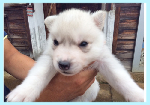 シベリアンハスキー シルバー&ホワイト オス 子犬販売の専門店 AngelWan 横浜