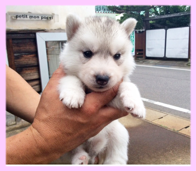 シベリアンハスキー　シルバー＆ホワイト　メス　子犬販売の専門店　AngelWan　横浜