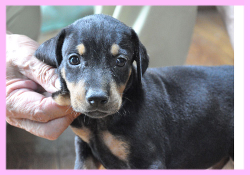 ドーベルマン メス 子犬販売の専門店 AngelWan 横浜
