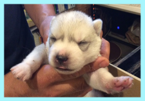 シベリアンハスキー シルバー&ホワイト オス 子犬販売の専門店 AngelWan 横浜