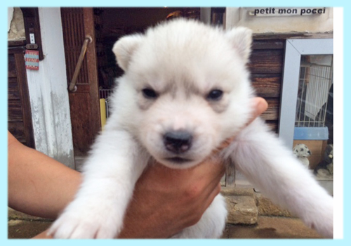 シベリアンハスキー　シルバー＆ホワイト　オス　子犬販売の専門店　AngelWan　横浜