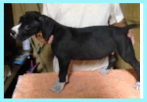 グレートデーン　マントル　オス　子犬販売の専門店　AngelWan　横浜