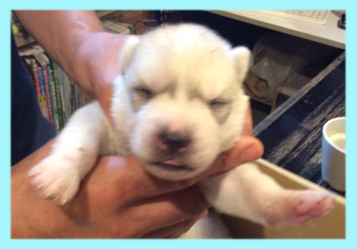 シベリアンハスキー シルバー&ホワイト オス 子犬販売の専門店 AngelWan 横浜