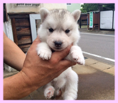 シベリアンハスキー　シルバー＆ホワイト　メス　子犬販売の専門店　AngelWan　横浜