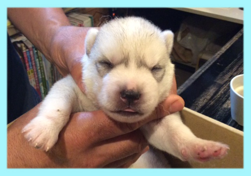 シベリアンハスキー シルバー&ホワイト オス 子犬販売の専門店 AngelWan 横浜