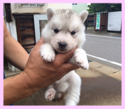 シベリアンハスキー　シルバー＆ホワイト　メス　子犬販売の専門店　AngelWan　横浜