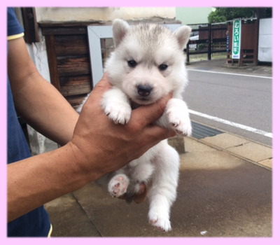 シベリアンハスキー　シルバー＆ホワイト　メス　子犬販売の専門店　AngelWan　横浜