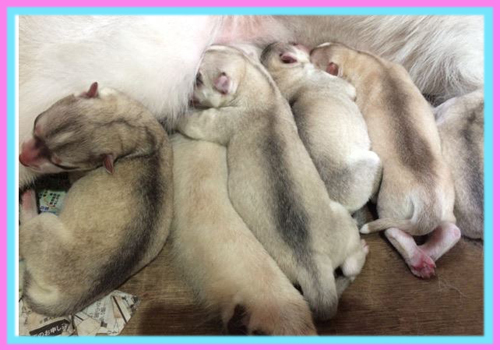 シベリアンハスキー 子犬販売の専門店 AngelWan 横浜