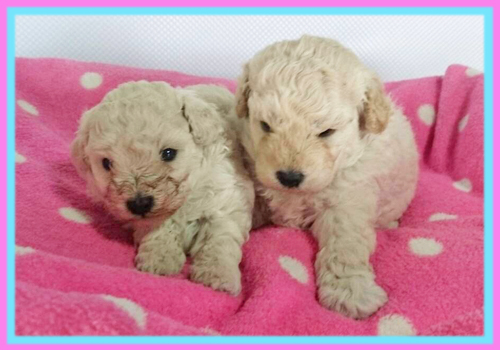 トイプードル　ホワイト　子犬販売の専門店　AngelWan　横浜