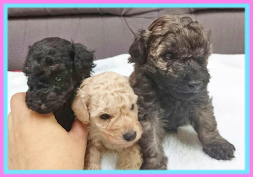 トイプードル 子犬販売の専門店 AngelWan 横浜