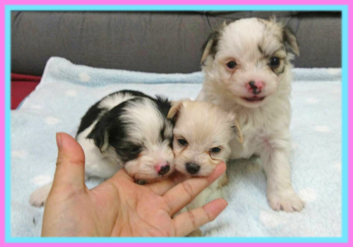 ミックス　チワマル　子犬販売の専門店　AngelWan　横浜